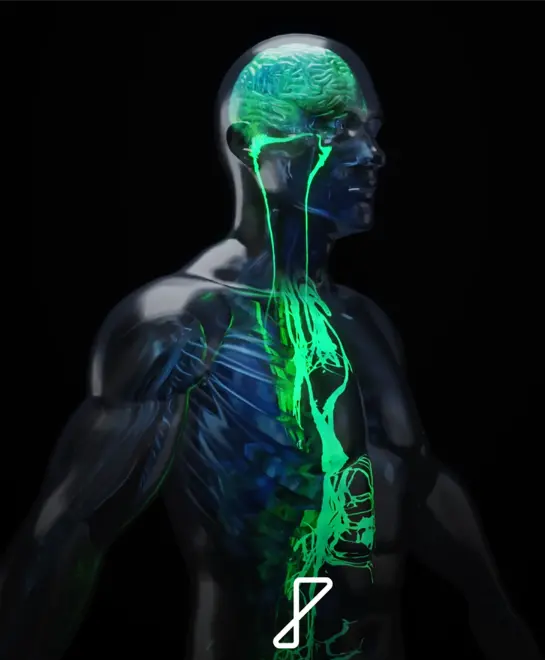 Human Nervous System