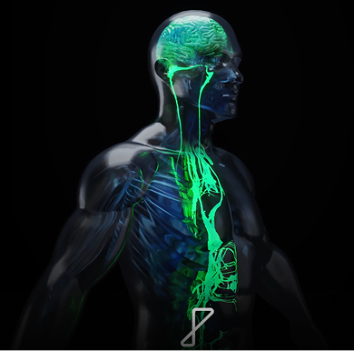 Human Nervous System