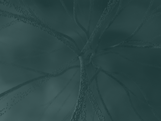 Vagus Nerve Stimulation: What It Is, How It Works, and What the Research Shows