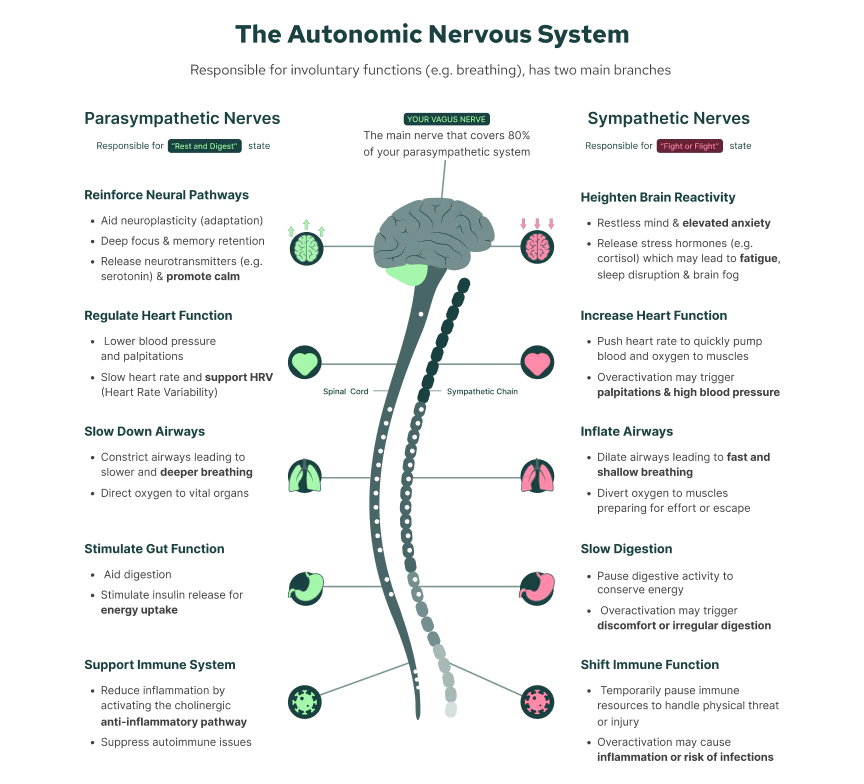 Is Your Nervous System Keeping You in a State of Stress, With Anxious or Depressive Thoughts?
