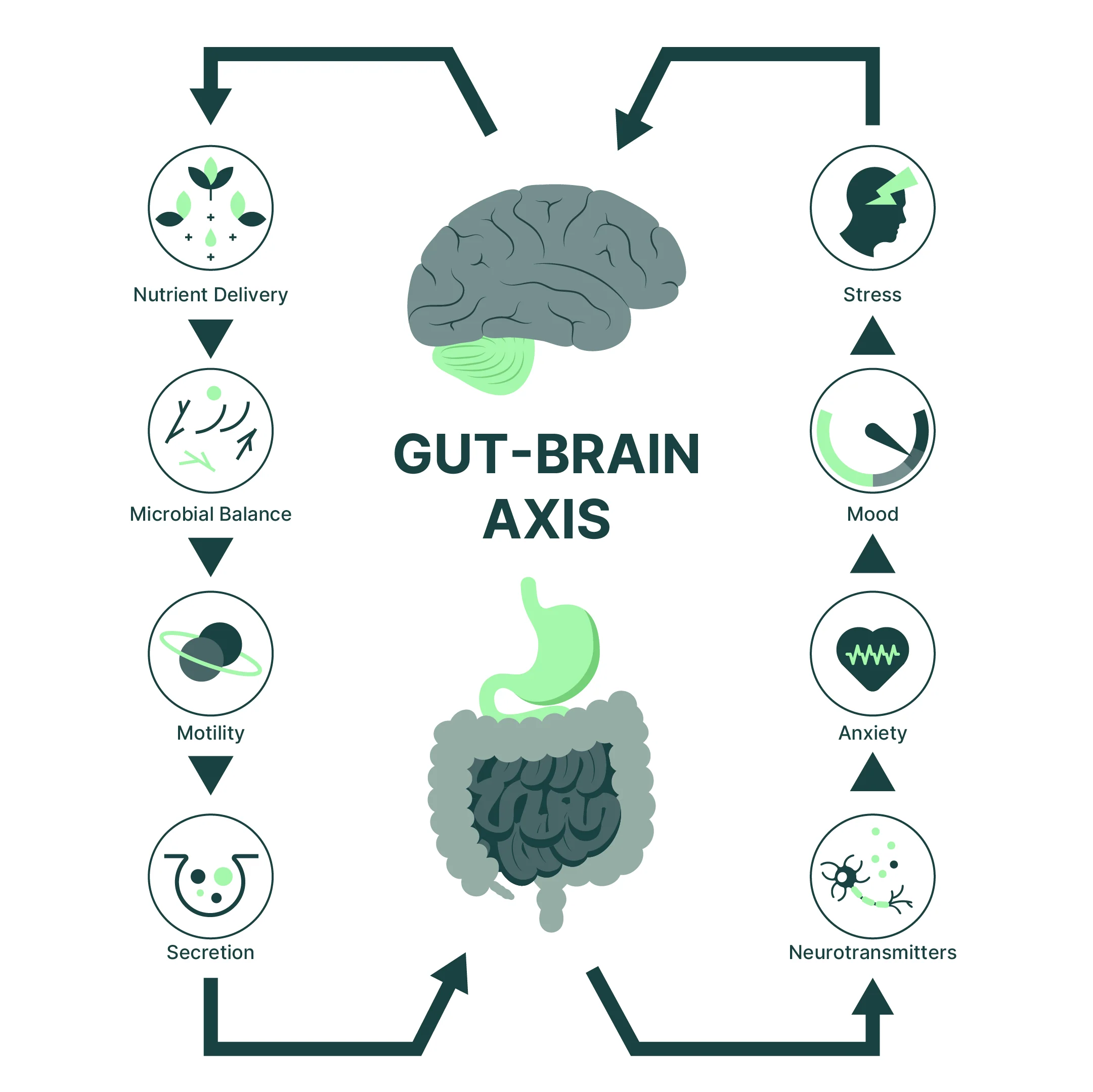 Is Your Nervous System Impairing Digestion?