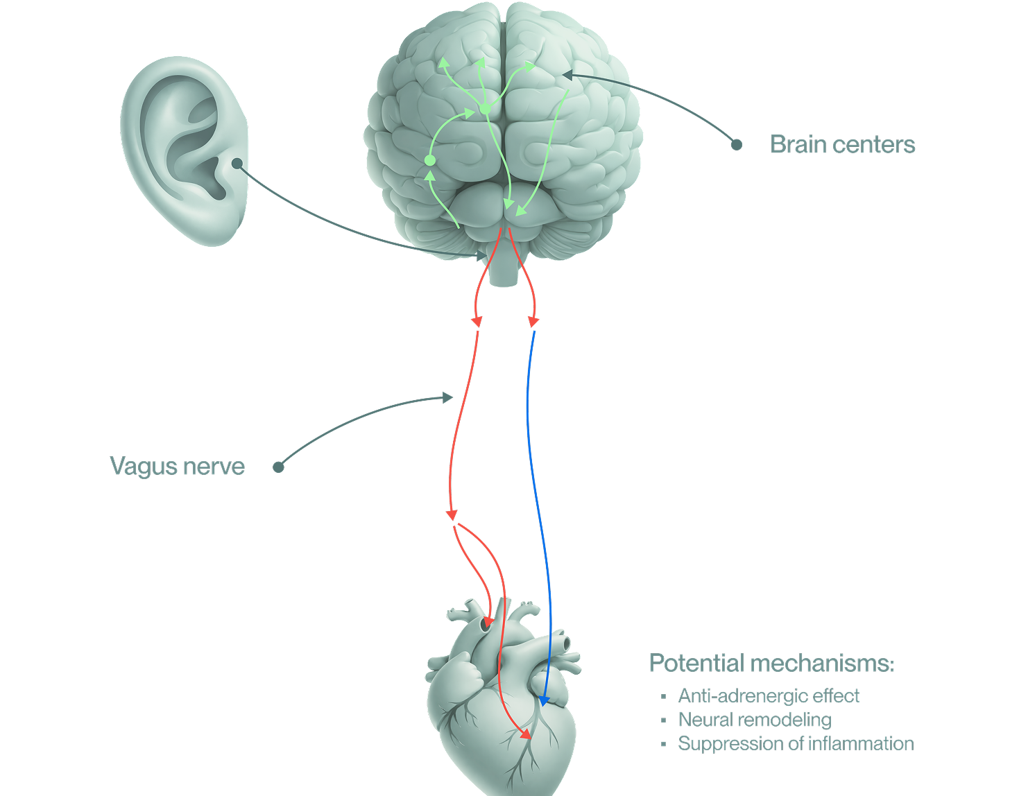 Potential-Mechanism mobile Image