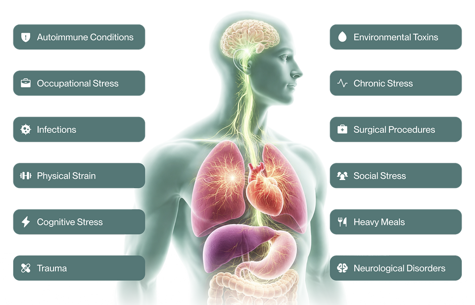 See Causes Of Vagus Nerve Impairment