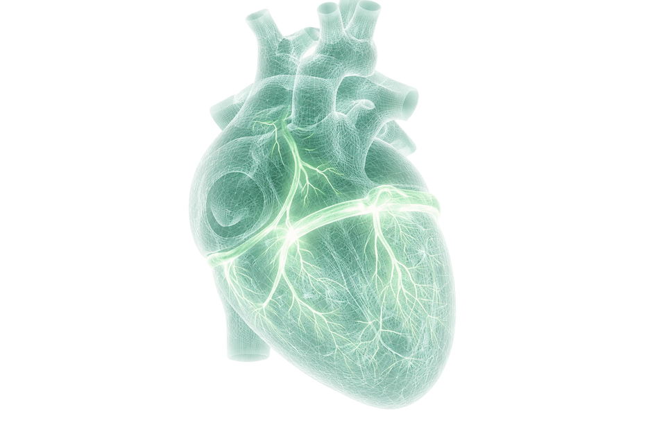 Regulate Heart Function