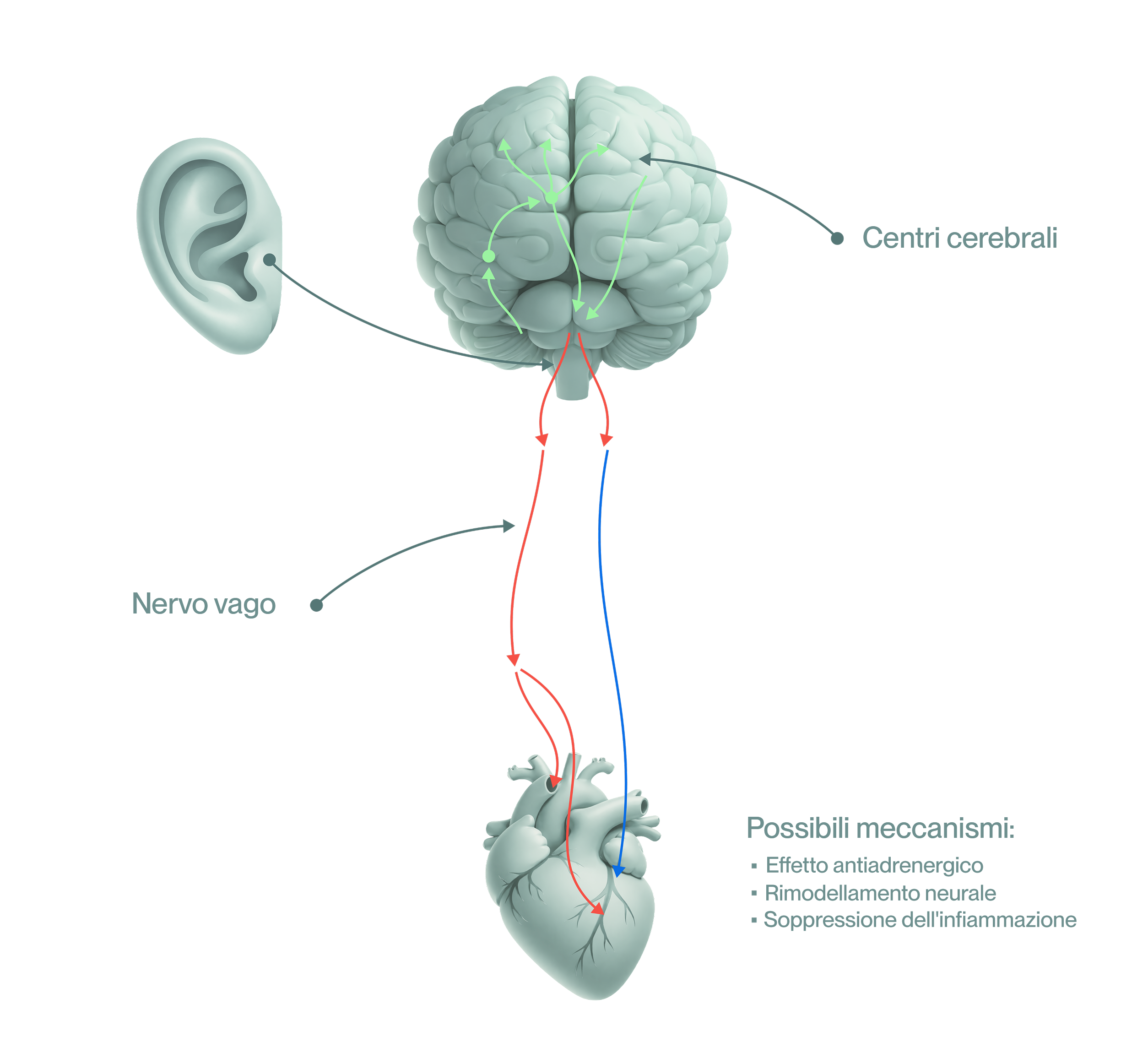 Potential-Mechanism Image