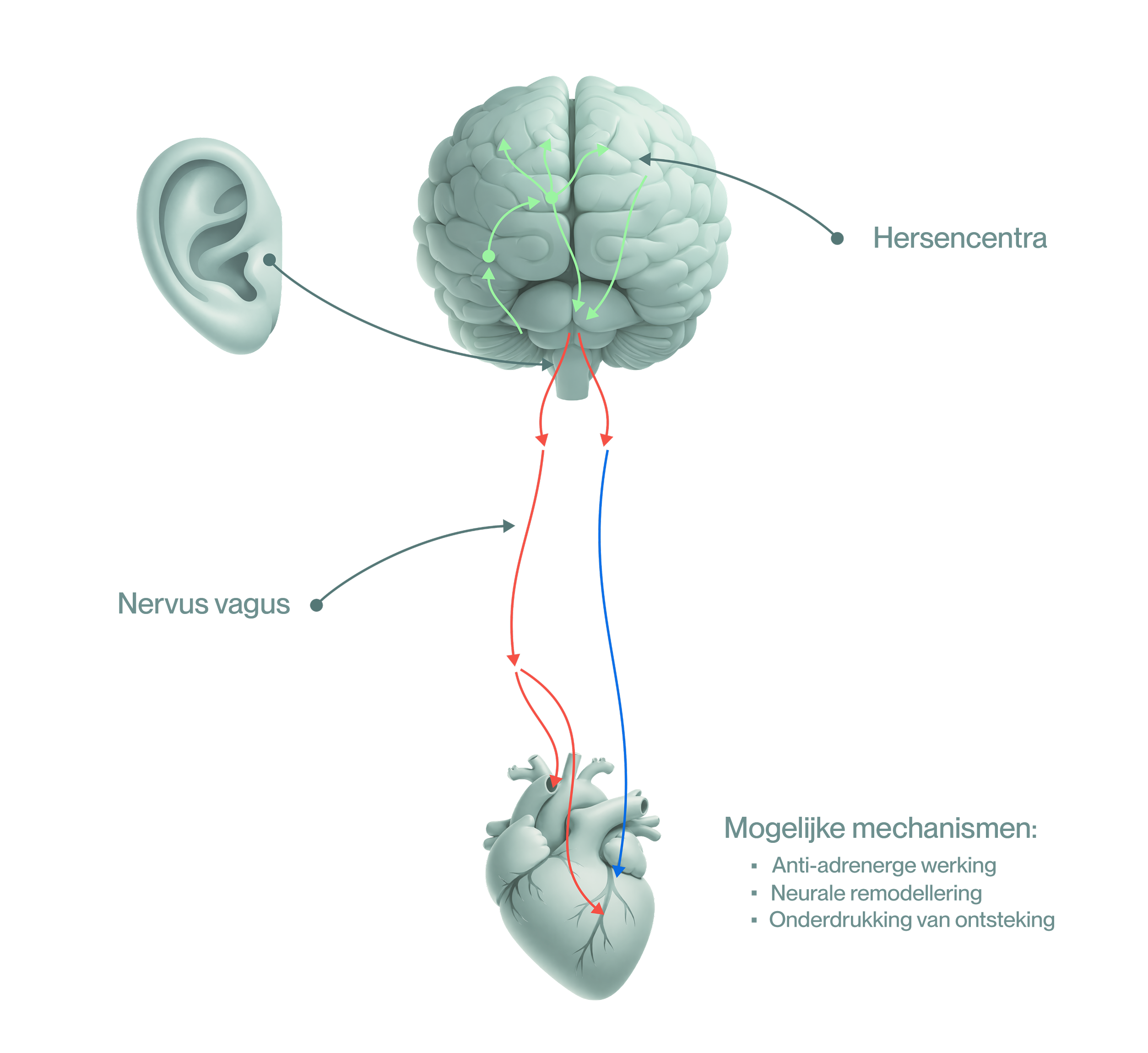 Potential-Mechanism Image