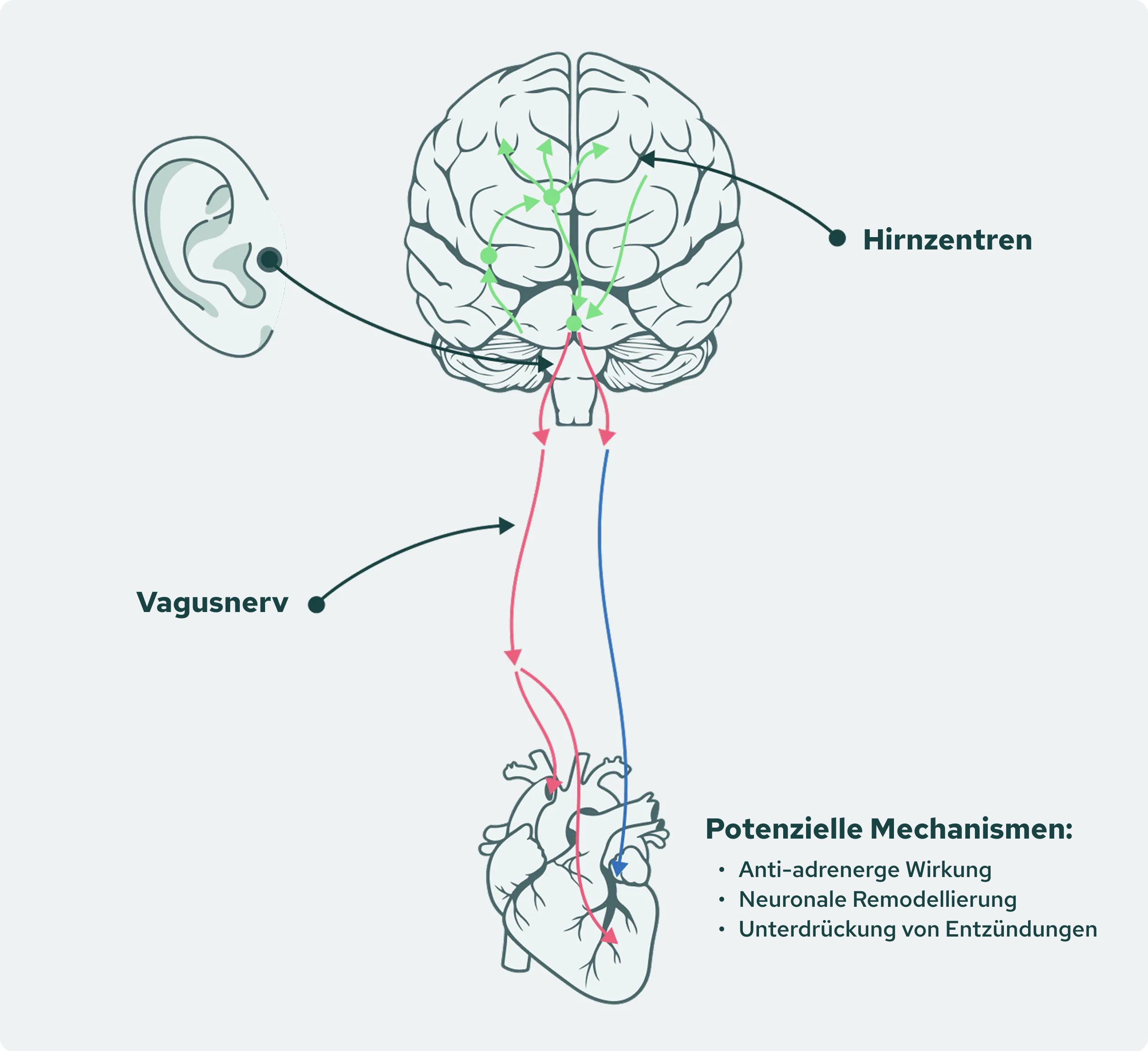 Potential-Mechanism Image