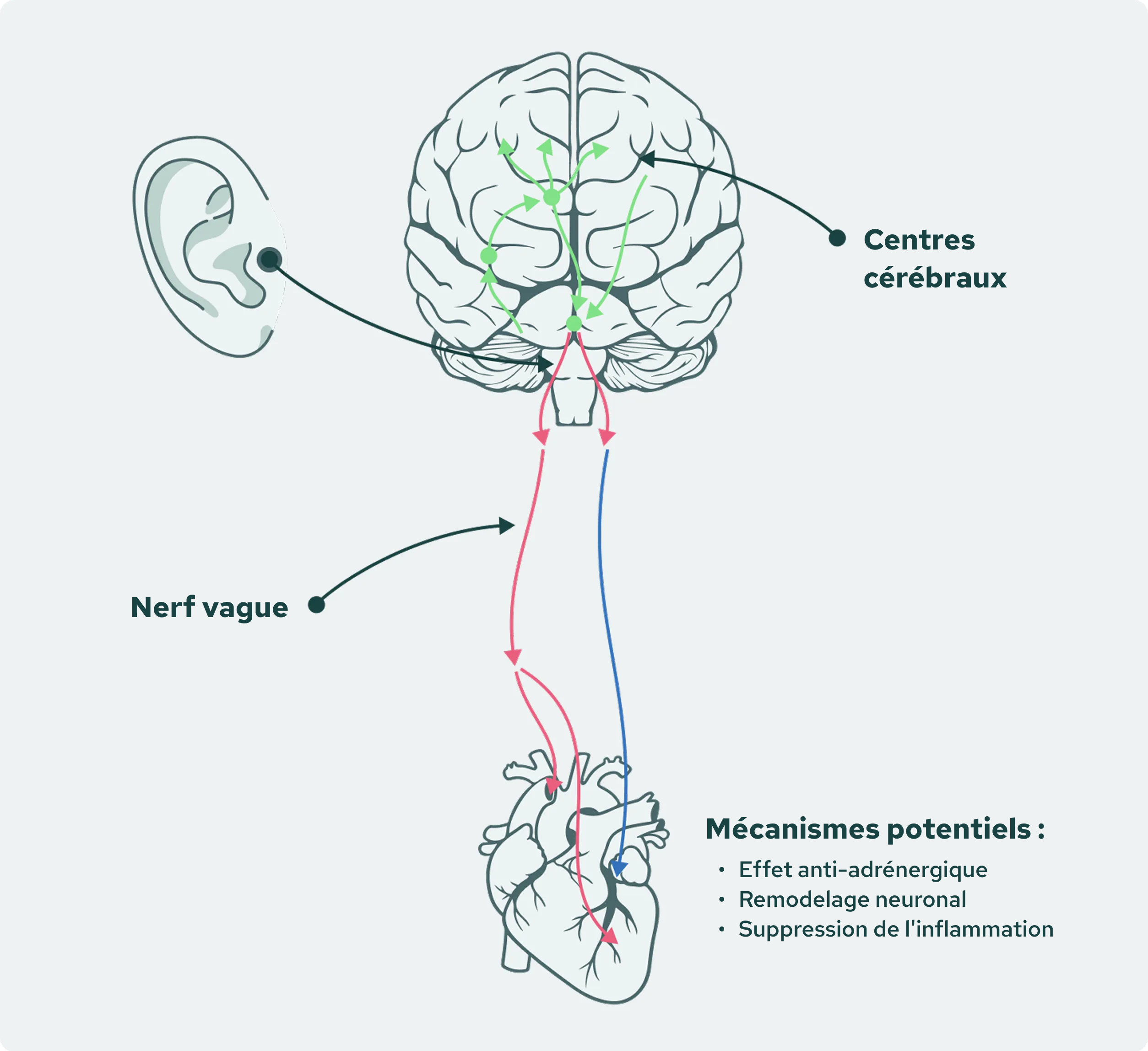 Potential-Mechanism Image