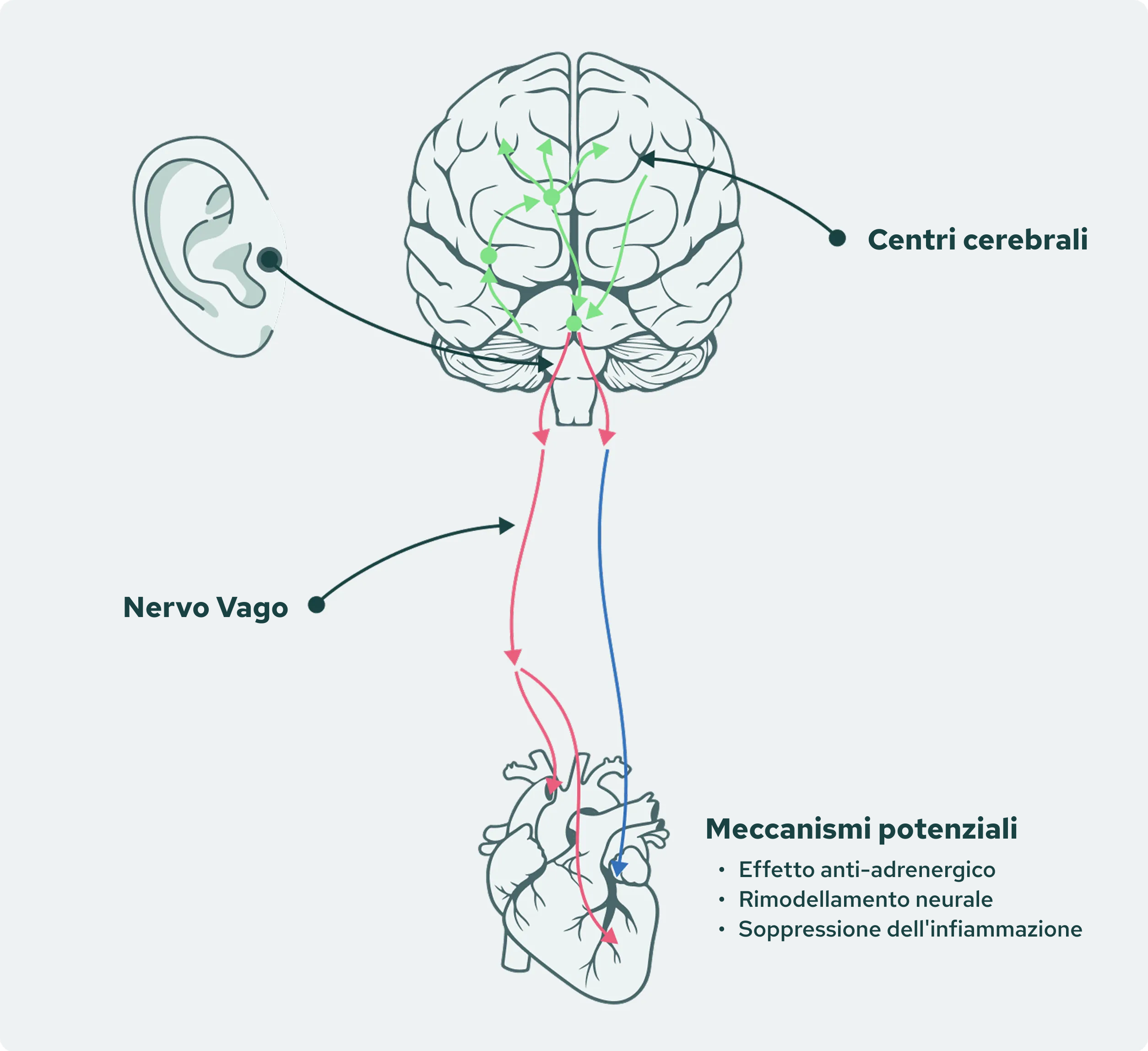 Potential-Mechanism Image